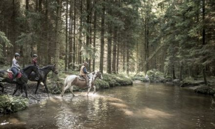 Naturgenuss in Trab und sanftem Schritt – „Pferdereich Mühlviertler Alm“ bietet perfekte Entschleunigung in der Natur